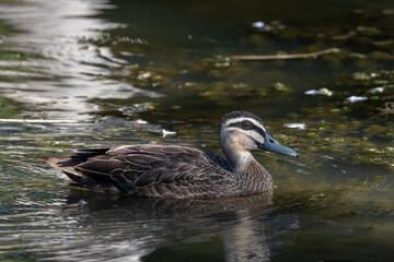 Pacific Black Duck in Queensland Australia