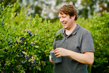 Middle-aged man picking fresh berries on blueberry field. Man pick blue berry on organic orchard...