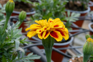 Tagetes Patula 'Durango' flowers grow in a greenhouse