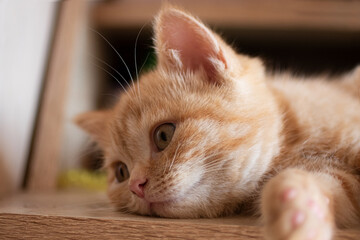 Closeup photography of the kitten,lying on table.