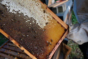 FU 2020-10-31 BienenHelmut 57 Auf dem Holzrahmen sind geöffnete und verschlossene Bienenwaben