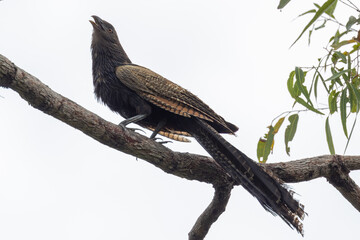 Pheasant Coucal in Queensland Australia
