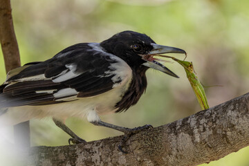Pied Butcherbird in Queensland Australia