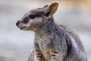 Rock Wallaby in Queensland Australia