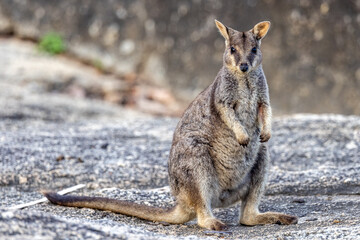 Rock Wallaby in Queensland Australia - obrazy, fototapety, plakaty