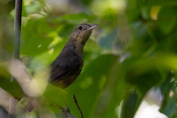 Rufous Shrike Thrush in Queensland Australia