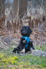goldendoodle puppy in color black and tan. Hybrid dog from golden retriever and poodle.