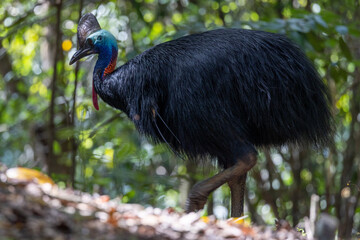 Southern Cassowary in Queensland Australia