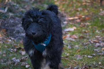 goldendoodle puppy in color black and tan. Hybrid dog from golden retriever and poodle.