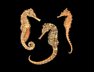 Still life with three seahorses in warm tones on a black background. © csbphoto