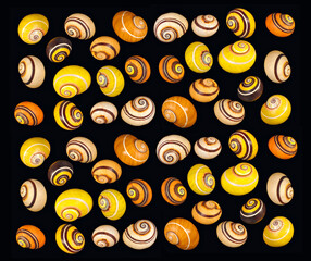 Still life with multiple seashells in warm tones on a black background.