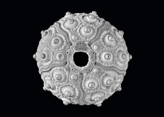 Still life with marine coral skeleton in a tonal range of greys on a black background.