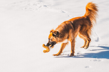Fototapeta na wymiar Hund am spielen im Schnee
