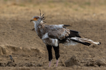 One secretarybird at a waterhole.