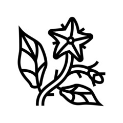 tomato flower line icon vector. tomato flower sign. isolated contour symbol black illustration