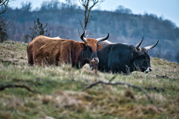 Highland cattle in a meadow. Powerful horns brown fur. Agriculture and animal breeding