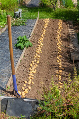 Récolte de pomme de terre au potager familial - rang de pomme de terre séchant au  soleil sur la...