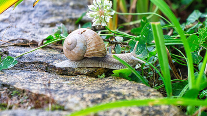 Vineyard snail crawls across a path into the grass. Close up of the mollusk.