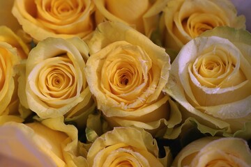 bouquet of frosted yellow roses