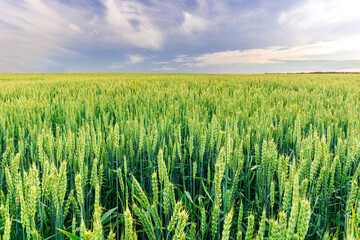 Scenic view at beautiful spring day in a wheaten shiny field with golden wheat and sun rays, deep blue cloudy sky and rows leading far away, valley landscape