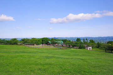 初夏の青空と草原、千葉マザー牧場