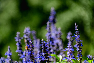 lavender flowers in the garden