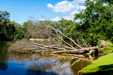 fallen tree on the river
