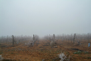Vista con niebla durante el  invierno de viñedos de Toro, Zamora, Castilla y León.