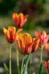 Red-orange tulips in the sun