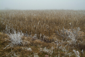 Obraz premium Vista con niebla durante el invierno de viñedos de Toro, Zamora, Castilla y León.