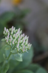Unscharfer Hintergrund mit lila Blumen. Blütenstand in Nahaufnahme. Blütenknospen sind gruppiert....