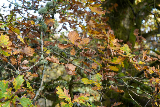 Oak leaves turning colour in the autumn fall