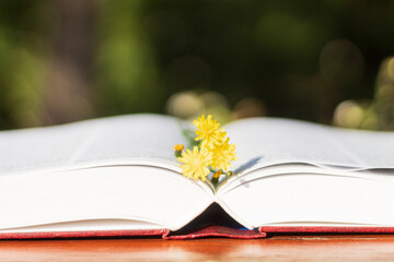A beautiful spring flower lies on a book