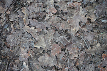 Frozen fallen leaves on the forest floor