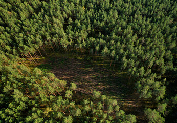 Felled pine trees in forest. Deforestation forest and Illegal logging. Cutting trees. Stacks of cut...