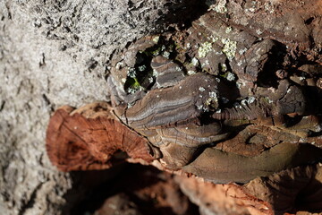 Baumschwamm, Pilz an einem Baumstamm