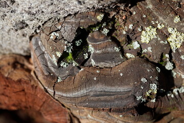 Baumschwamm, Pilz an einem Baumstamm