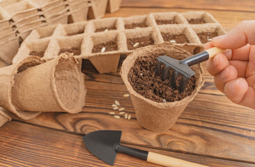 Planting seeds into peat pot on old grunge wooden table. Sowing cucumber seeds in soil. Home...