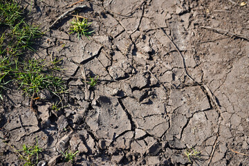 Close up of dry cracked soil