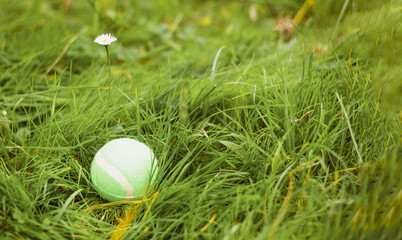 Tennis ball in the green grass. Background with copy space