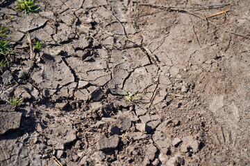 Close up of dry cracked soil 