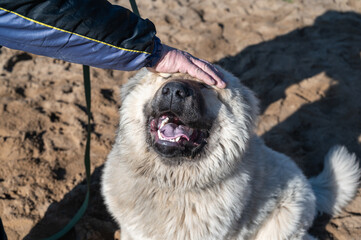 A mature man's hand strokes the muzzle of a large adult dog. A male Caucasian Shepherd dog is sitting outside. Pet.