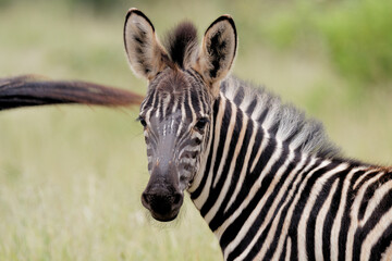 Fototapeta na wymiar Zebra foul black face portrait