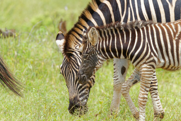 Fototapeta na wymiar zebra foul in the wild, unusual black face