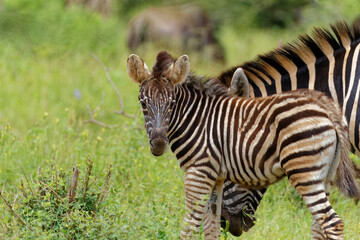 unusual black faced zebra foal