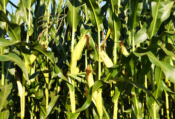 Corn field background. Corn on the green stalk in the field. Maize plant and sweetcorn. Corncob in cornfield at farm. Harvest season. Green leaves and corn background. Fodder maize and grain crop.