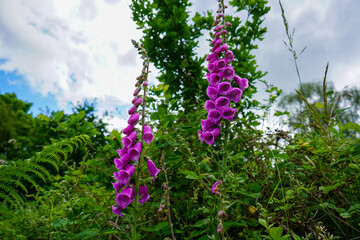 Pink foxgloves growing in woodland