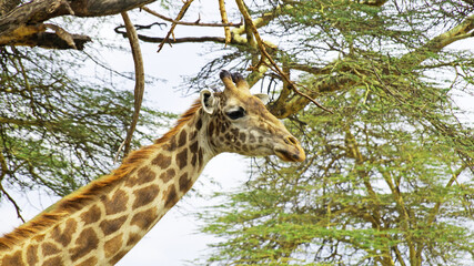 Giraffe close up. Giraffe in the African savannah in Kenya National Park.