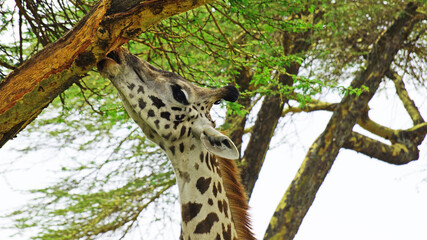 Giraffe close up. Giraffe in the African savannah in Kenya National Park.