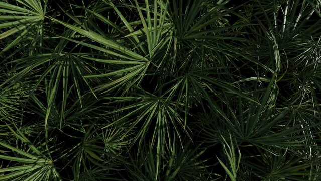 Jungle background, tropical palm leaves moving on dark backdrop. 3d render. Seamless loop.